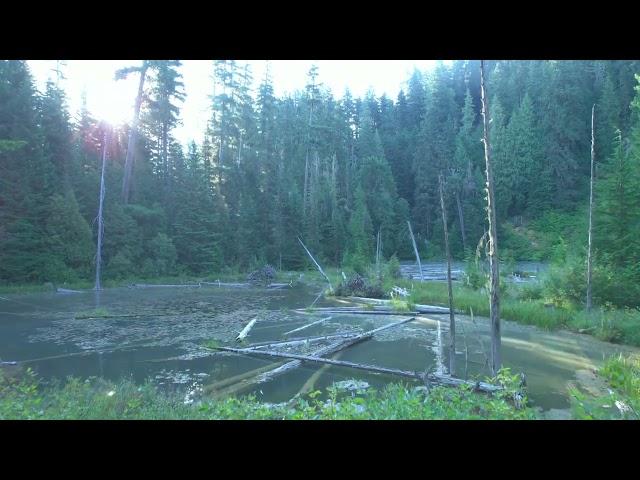 Jaw-Dropping Surprise Unearthed! #pnw #backcountry #nature