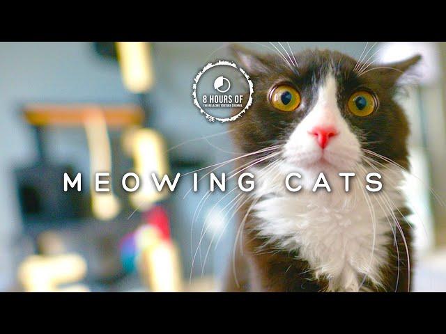 Scare MICE Away FAST with These CAT Meowing Sounds! Cat Sounds to Scare Mice!