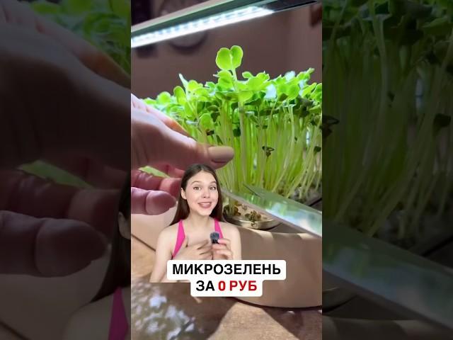 МИКРОЗЕЛЕНЬ ЗА 0 РУБ 