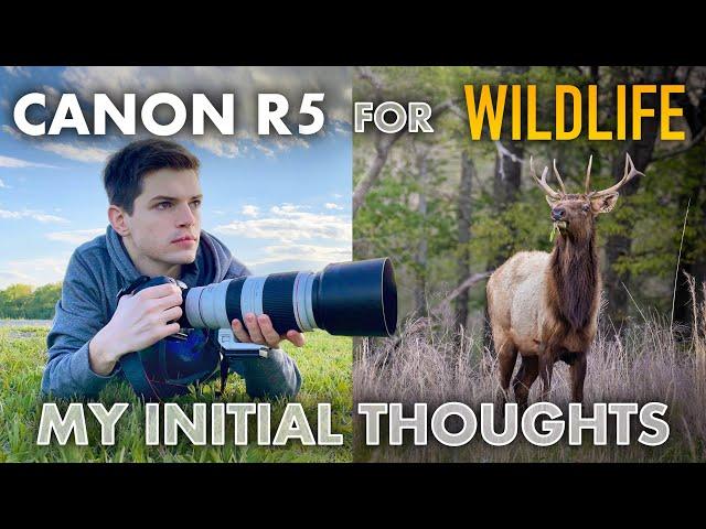 Testing the Canon R5 for Wildlife Photography - WILDLIFE PHOTOGRAPHY VLOG