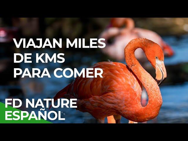 Los Más Mortales de África - Oportunistas | Free Documentary Nature - Español