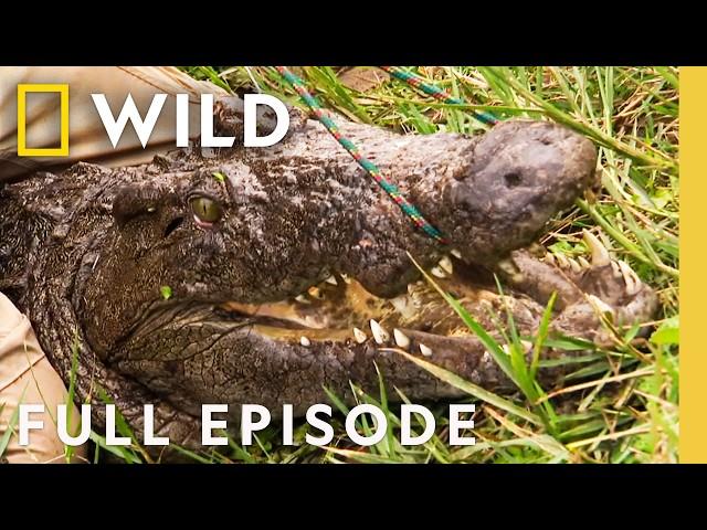 Man-Eating Crocodiles (Full Episode) | Dangerous Encounters