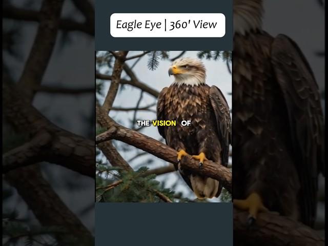 Eagle Eye | 360 Degree VIew #facts #amazing