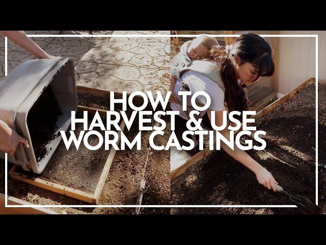 How to Harvest Worm Castings and How to Use Worm Castings in the Garden | Hey It's A Good Life