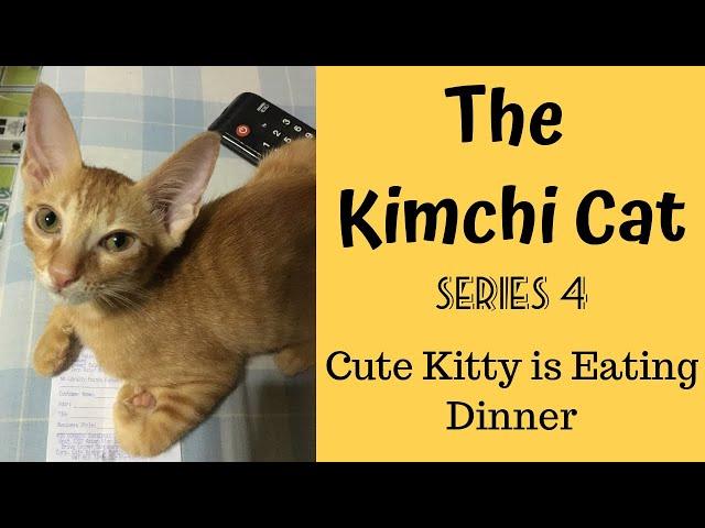 Cute Kitty is eating dinner | The Kimchi Cat Series