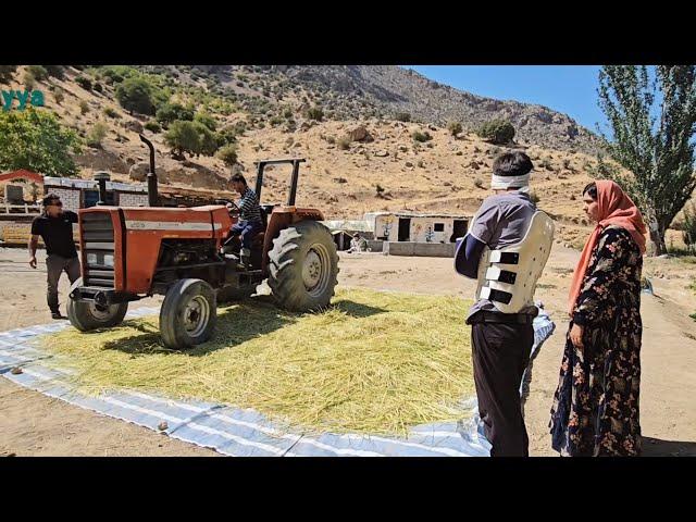 Hands in the Soil: Soraya and the Farmer Unite for Rice Harvesting