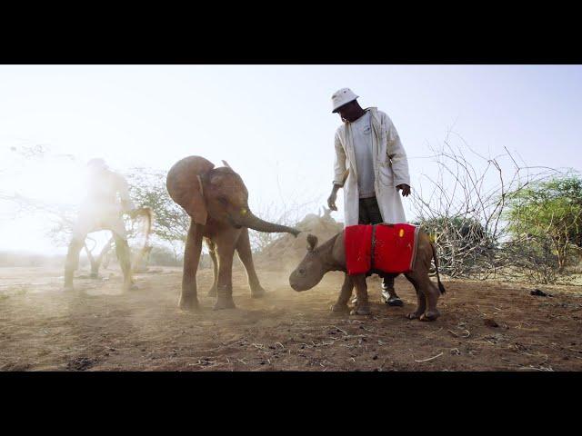 Every Animal Deserves a Home | Sheldrick Trust