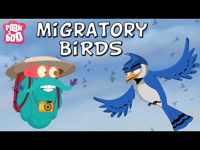 Migratory Birds | The Dr. Binocs Show | Learn Videos For Kids