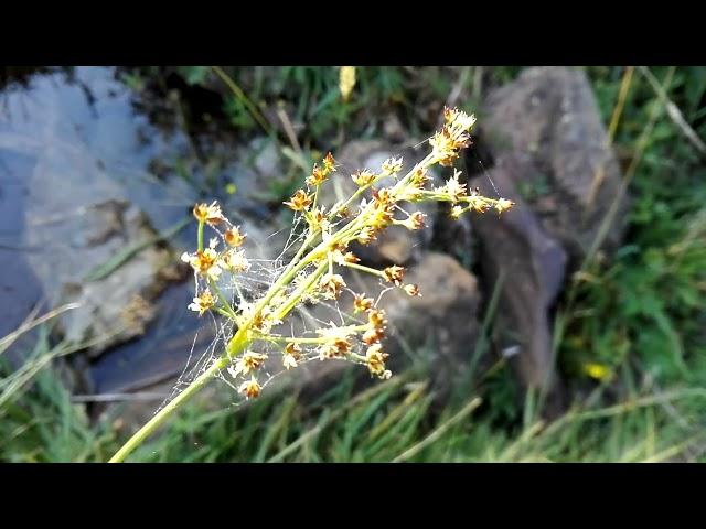 Juncus articulatus (Joint-leaf rush)