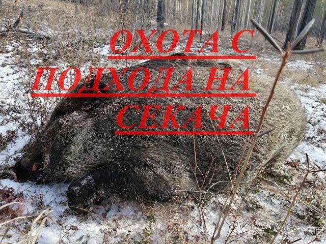 ОХОТА С ПОДХОДА НА СЕКАЧА КАБАН С ПОДХОДА HUNTING FROM THE APPROACH CLEAVER BOAR FROM THE APPROACH