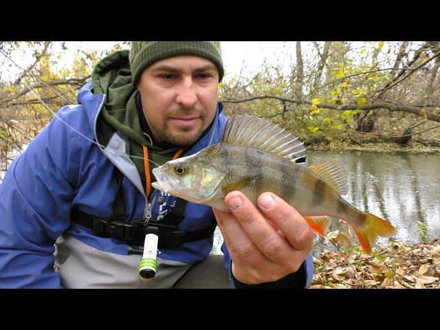 If It Bites, Catching is Very Easy. Autumn Perch Fishing