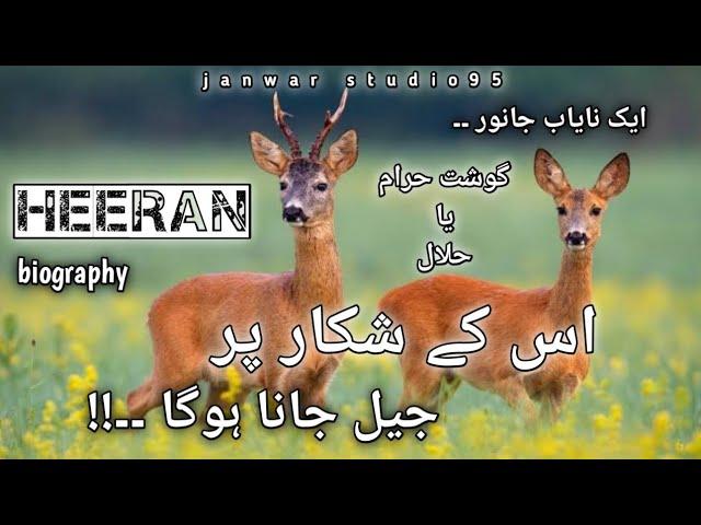 heeran | deer | biography | nayab janwar