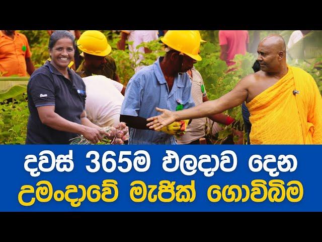 මෙන්න උමංදාවේ මැජික් ගොවිබිම