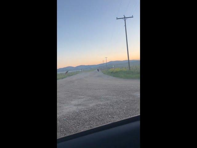 Mad mama elk gives chase as bear pursues calf