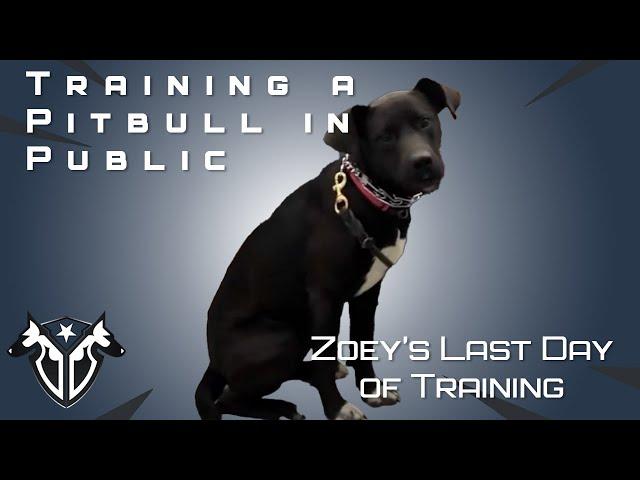 Zoey's Last Training Day With Complete Canine Training - Dog Training Done Right!
