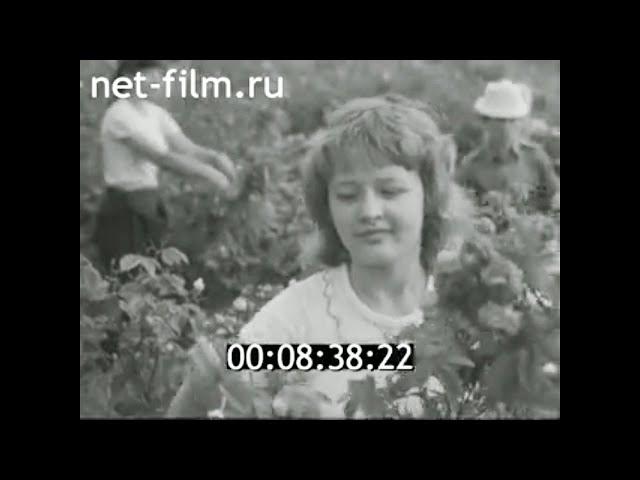 1984г. совхоз комбината "Крымская роза". Крым