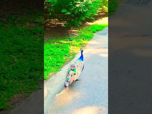 One day we were walking with a peacock in the zoo #peacock #animals #nature #cute