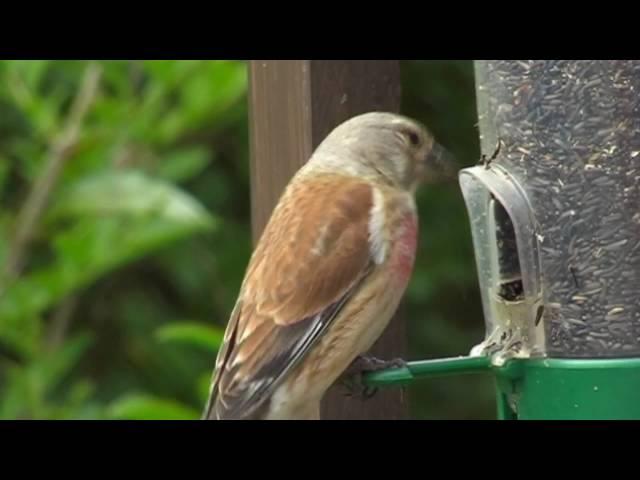 Linnet Close Up - Linnets - Canto Del Pardillo