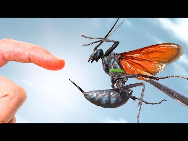 STUNG by a GIANT Tarantula Hawk!