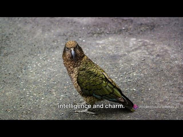 Winged Wonders: New Zealand's Native Birds in Focus