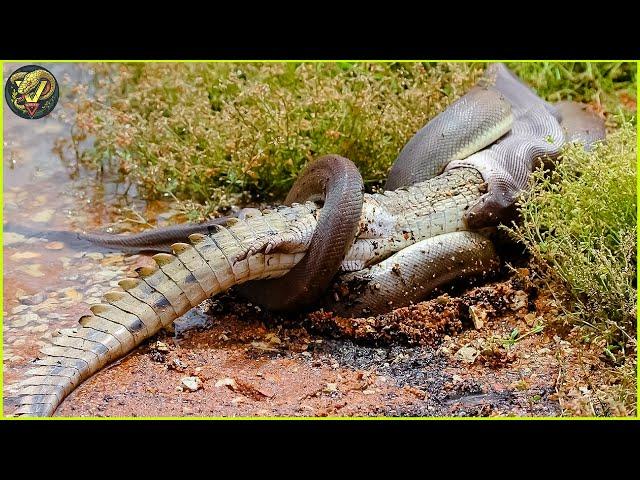 Tragic End! When Crocodiles Messed With Wrong Opponents | Animal Fighting