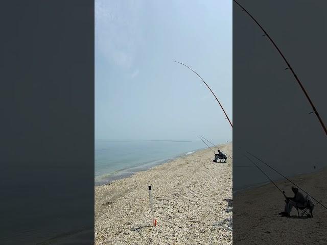 Nonstop porgy action! #porgy #fishing #fish #foryou #shorts #porgy #bluefish #stripedbass