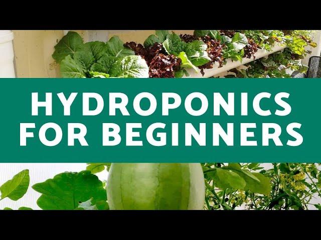 Hydroponics for Beginners | Everything You Need to Know for Successful Hydroponic Growth