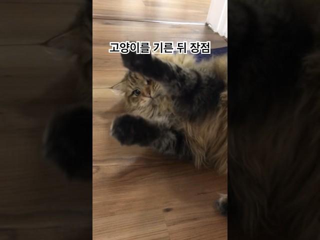고양이 키우면 좋은 점