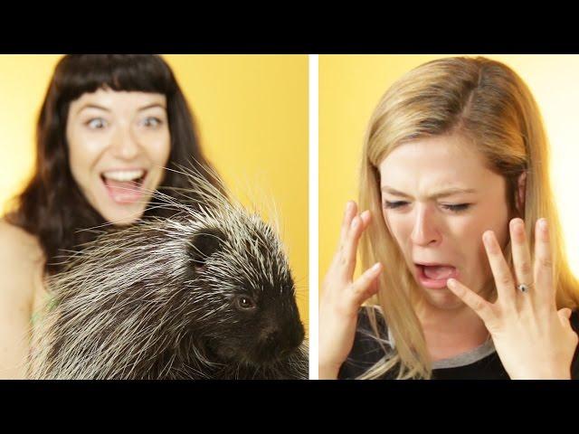 Animal Lovers Get Surprised With Porcupines