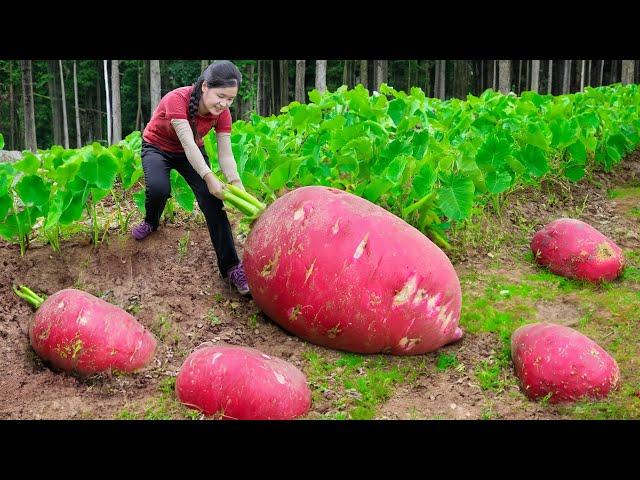 October Harvest Season - Harvesting Red Radish Goes to Market Sell | Ella Daily Life