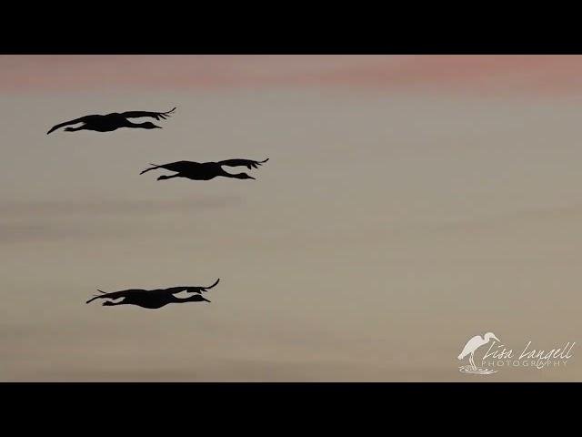 Photo Artistry workshop recap: Bosque del Apache, NM