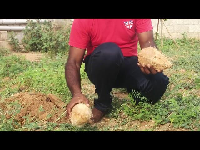 Ground water divining in Hindi using coconut and Egg