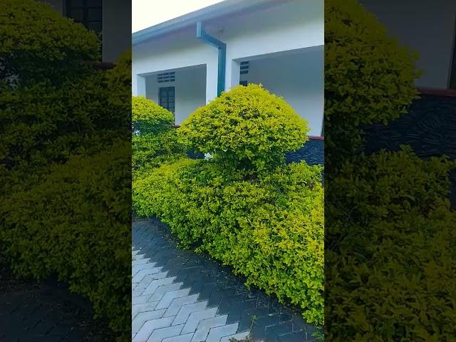 Board plants Landscaping