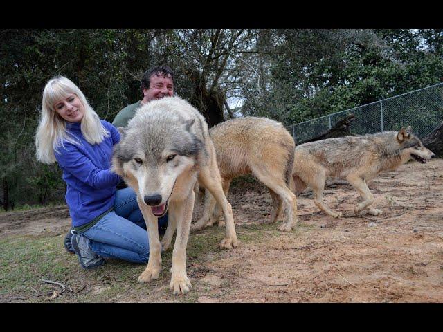 We Took 2 Wolfdogs to a Park and to a Big R Store and This is What Happened