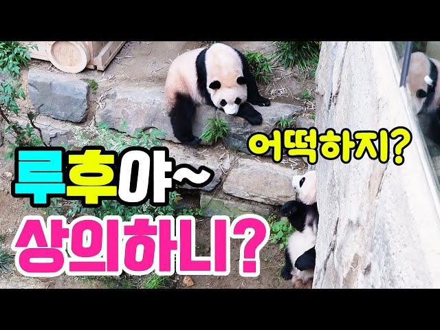 It looks like Louis and Hui are consulting each other!Louis Bao who became a bamboo shoot Huui ...