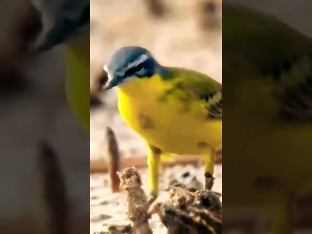 bird hunting for |animal planet#viral#trending#shorts