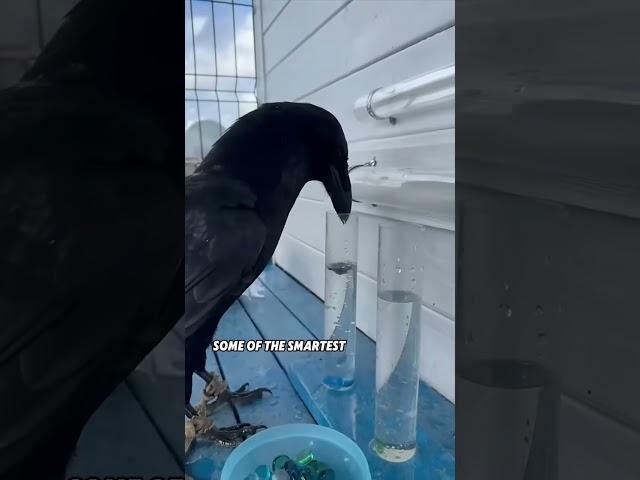 #cuteanimals #youtubeshorts  #animals #short  #lovestory #cute #lovestory