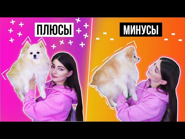 ПЛЮСЫ И МИНУСЫ ШПИЦА | ЧТО НУЖНО ЗНАТЬ