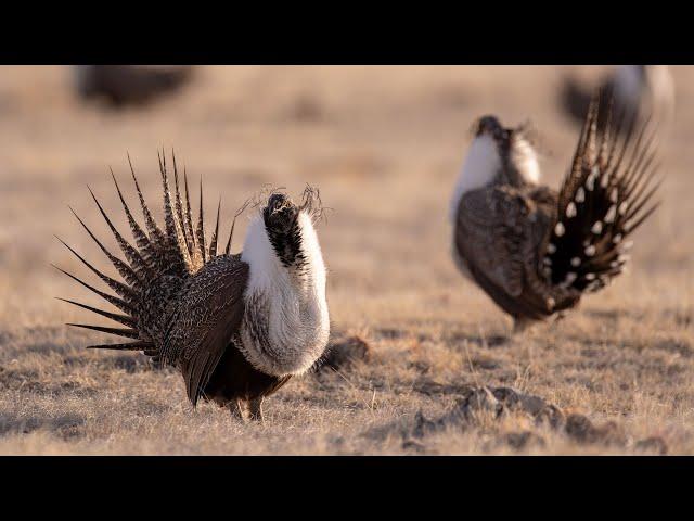 Greater Sage-Grouse Lekking