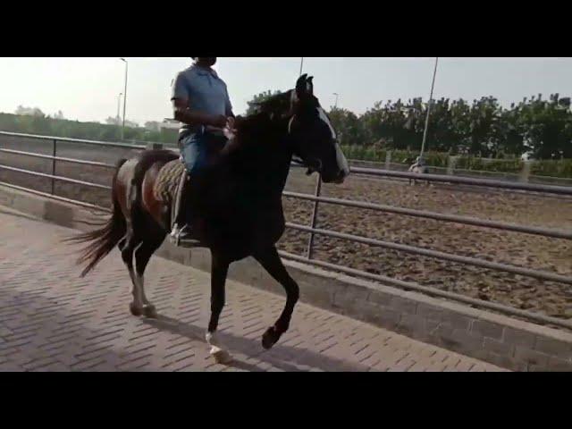 TM Farm's Sultan (Desi Punj Kalyan Black Horse) available for matings