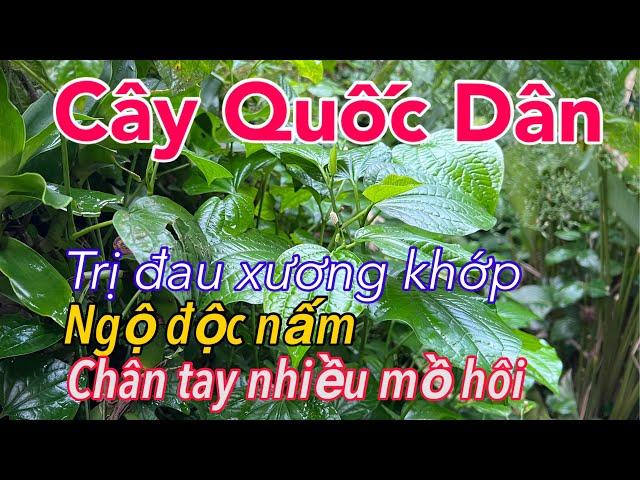 Cây QUỐC DÂN Ai Cũng Biết. Trị Đống bệnh Không Trồng Thật Lãng Phí | CTVC