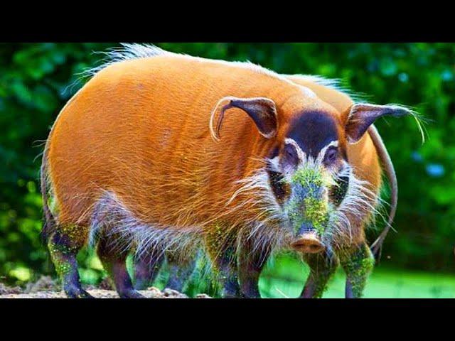 10 Unique Animals You Won’t Believe Exist