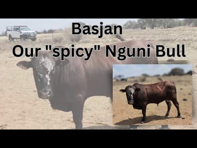 My Spicy Nguni bull!