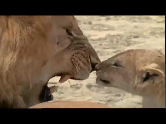 Lion Cubs Meet their Father for the First Time | Lions: Spy in the Den | BBC Earth