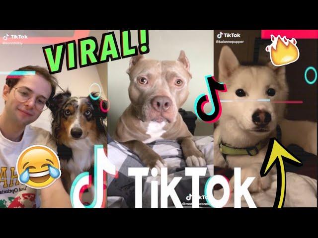 TikTok Dog Challenge Compilation!! (May 2020)