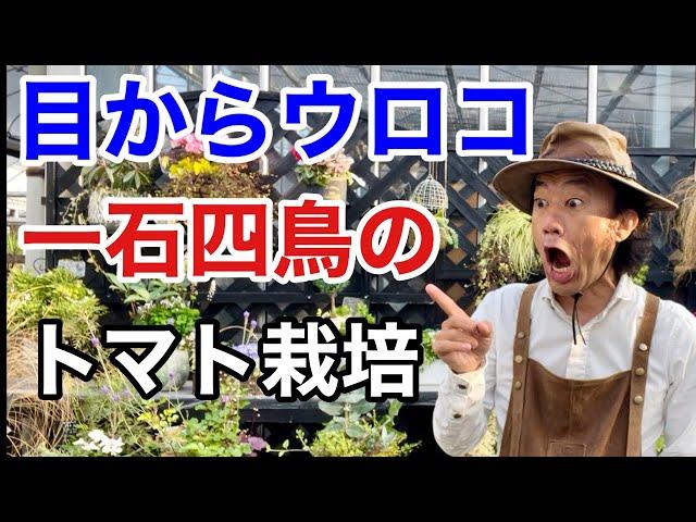 【無農薬栽培】これからのトマト栽培に必ず必要になる知識です　　　　　【カーメン君】【ガーデニング】【園芸】【初心者】【コンパニオンプランツ】
