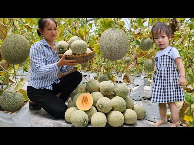 Harvest Crown Melons Goes To Market Sell - Cooking With Grandma & Daughter - Lý Phúc An