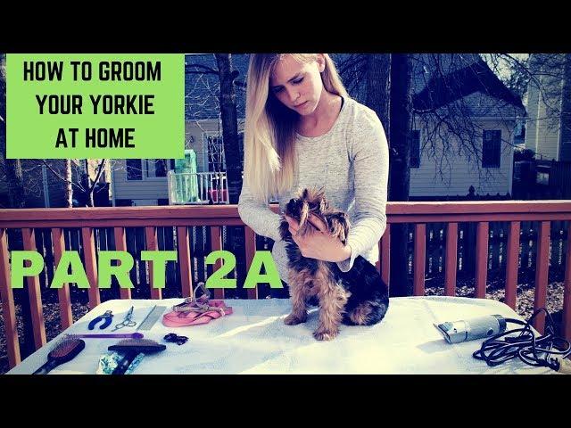 How to groom a Yorkie at home Part 2A