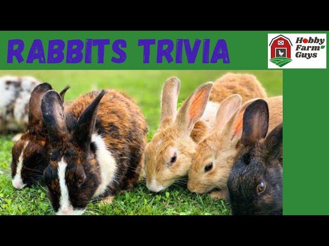 Rabbits Trivia