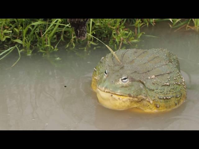 Giant African Bullfrog Attack!